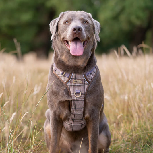 Pup Plaid Explore Harness - XL