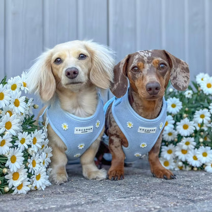 Blue Daisy Dream Harness