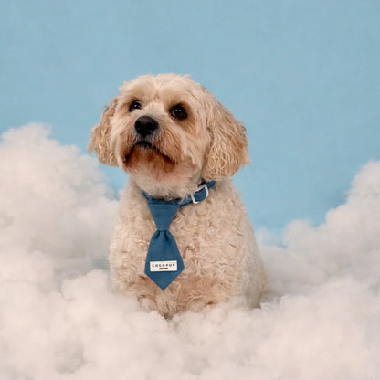 Cloud Nine Collar