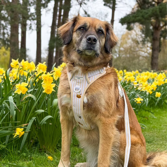 Honey Meadow Explore Harness - XL