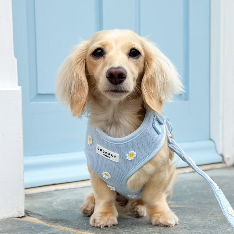 Blue Daisy Dream Harness