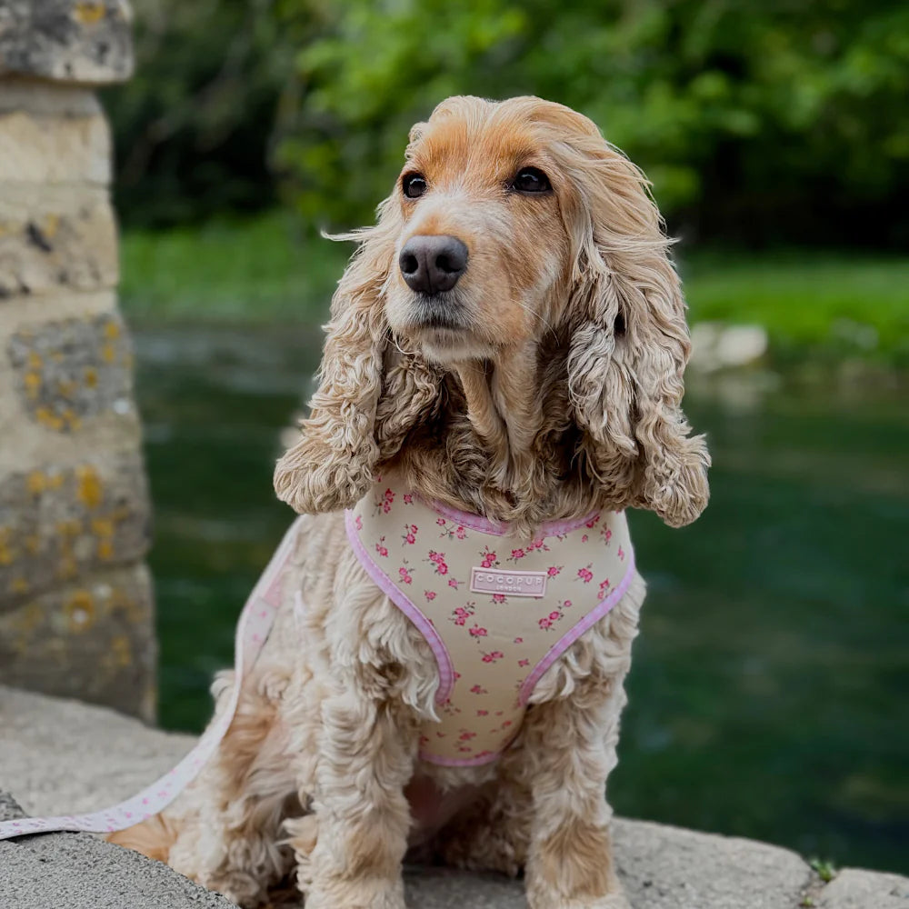 English Rose Harness