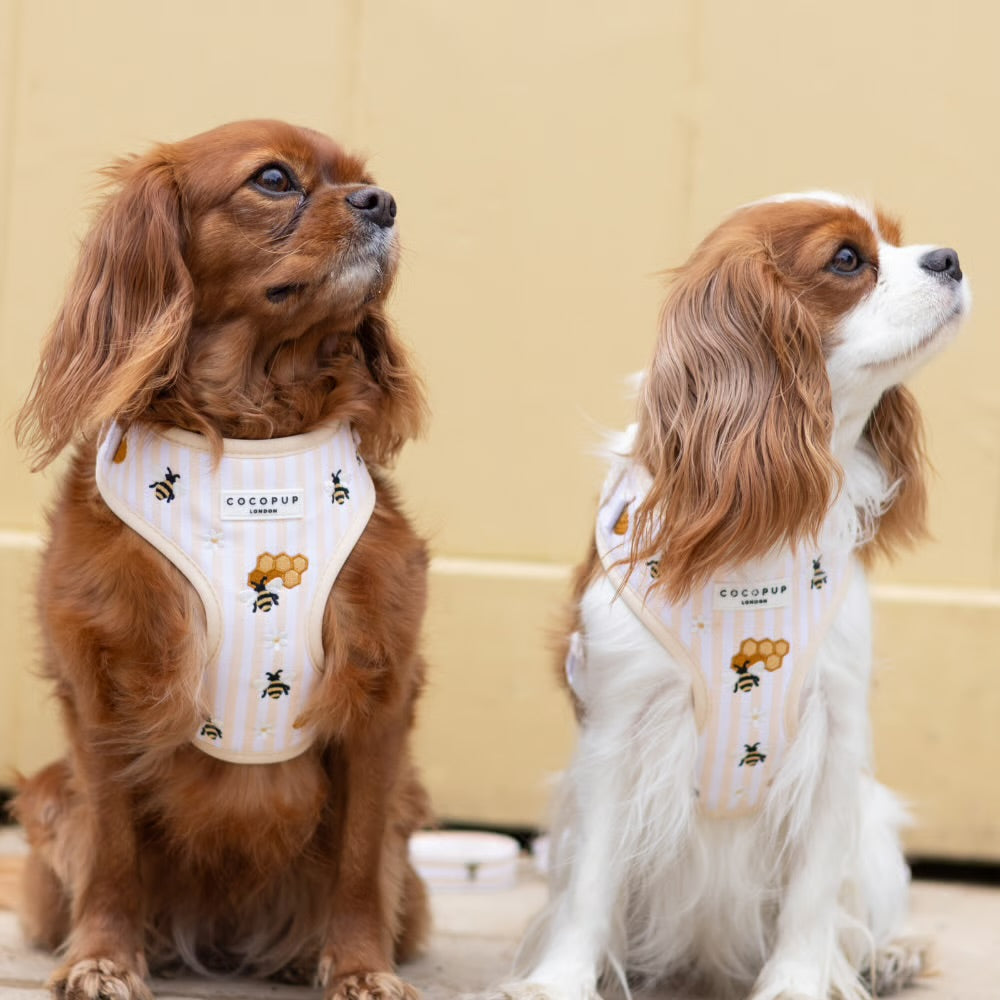 Honey Meadow Harness