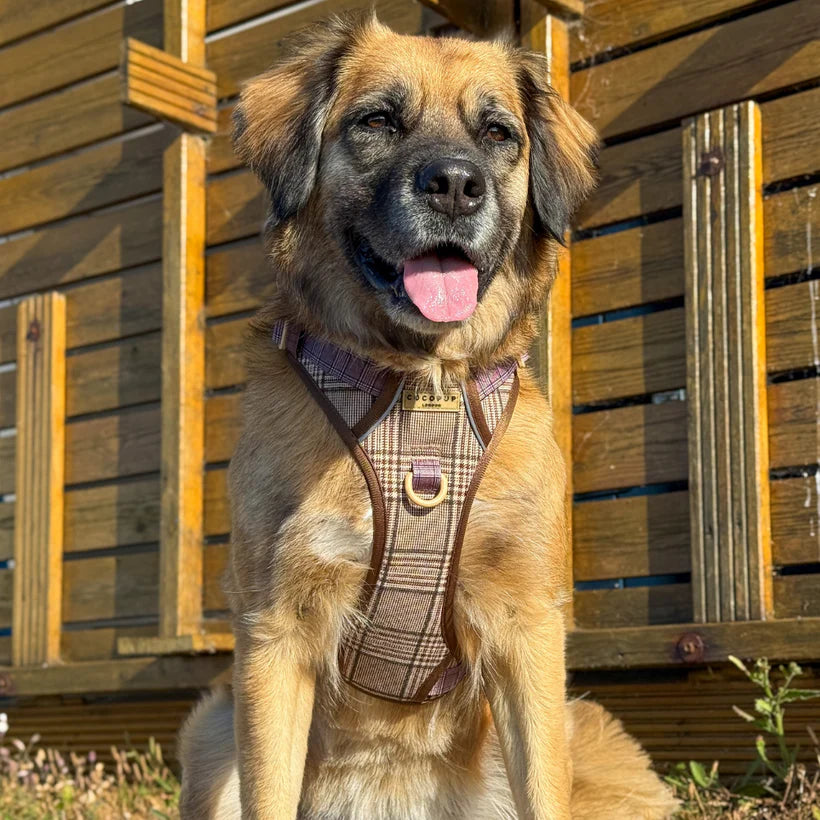 Pup Plaid Explore Harness - XL