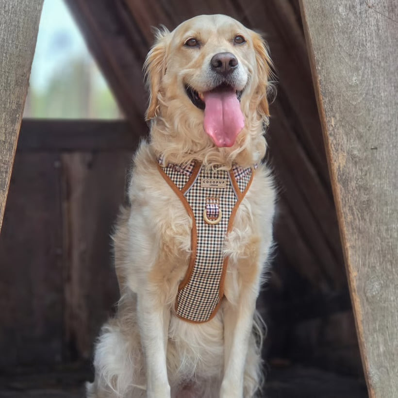 Heritage Explore - XL - Adjustable Dog Harness