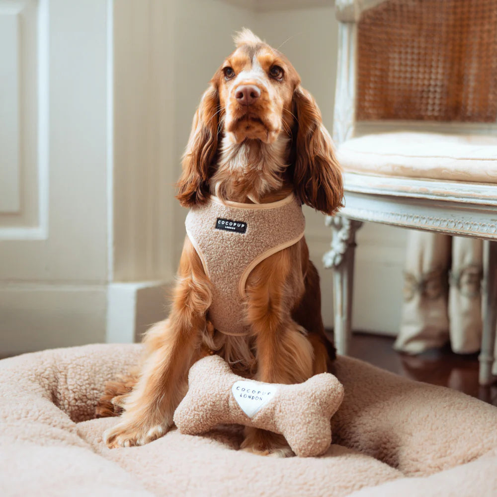 Teddy Bone Dog Toy
