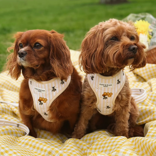 Honey Meadow Harness