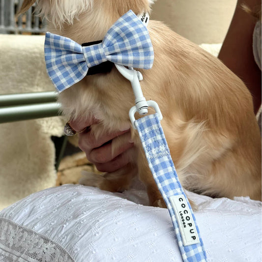 English Blue Bow Tie