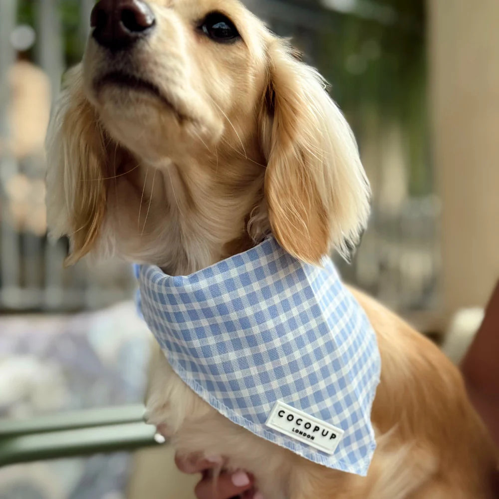 English Blue Scarf