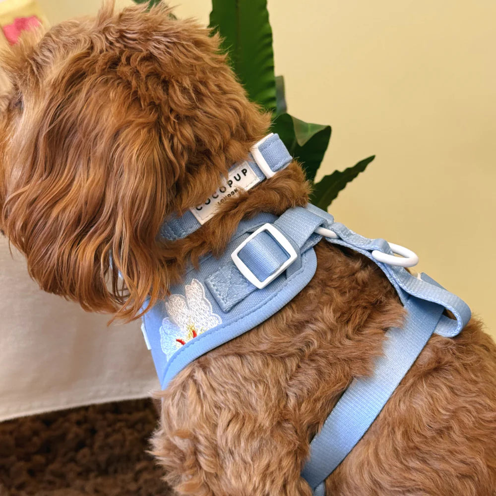 Blue Lagoon Collar