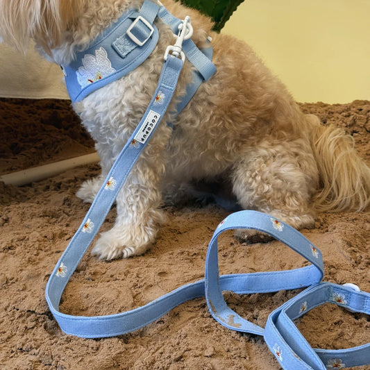 Blue Lagoon Leash