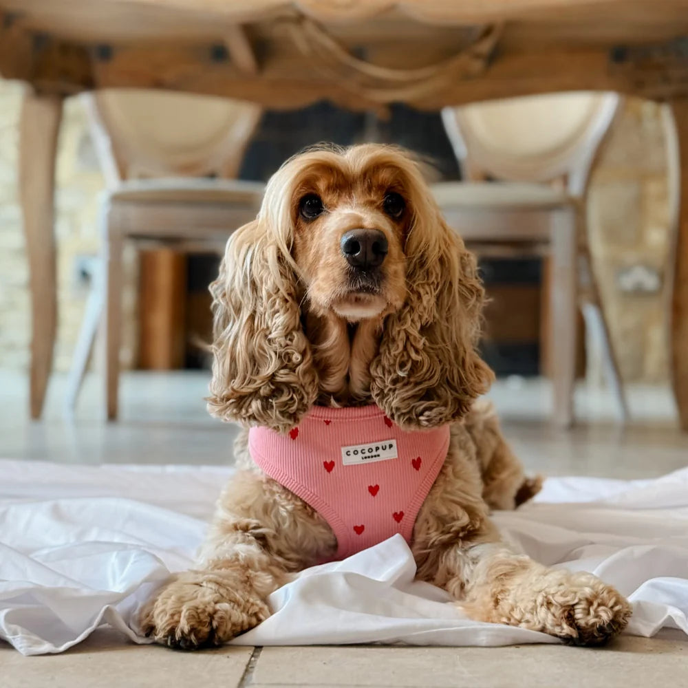 Pink Heartstrings - Adjustable Dog Harness