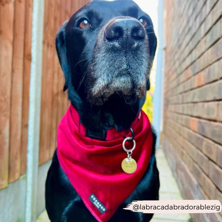 Luxe Red Velvet Bandana