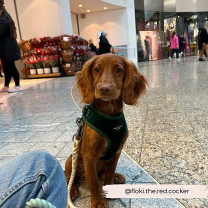 Luxe Green Velvet Harness