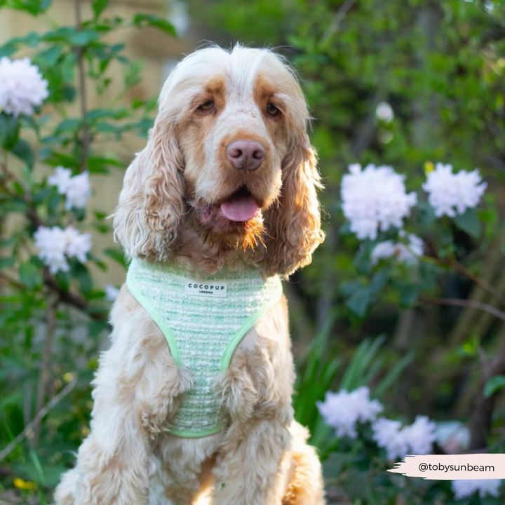 Matcha Tweed Harness - Bridgerton