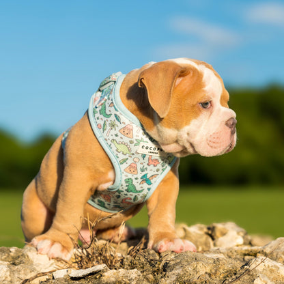 Dino-Paw Harness