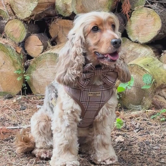Pup Plaid Sailor Bow Tie